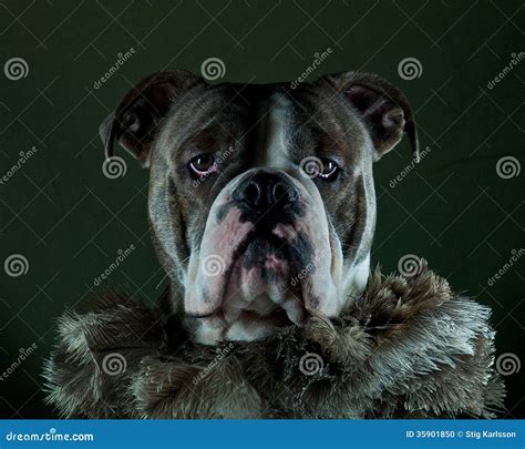 Dog in boa stock photo. Image of blue, breed, animal - 35901850