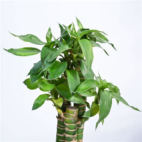 Buy Premium Lotus Bamboo 3 sticks Plant | Ugaoo