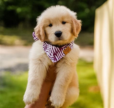 Buck Hill Goldens - Golden Retriever Puppies for Sale in Millry, AL ...