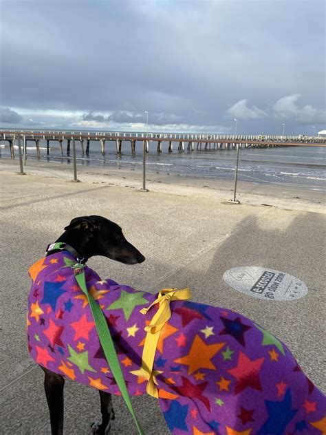 Long girl goes beach : r/Greyhounds