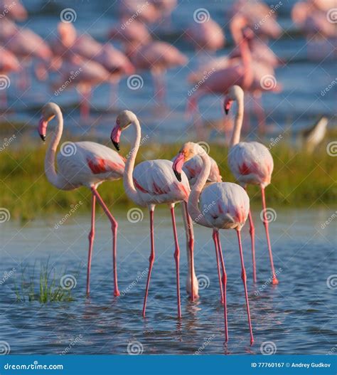 Group Flamingos on the Lake. Kenya. Africa. Nakuru National Park. Lake ...