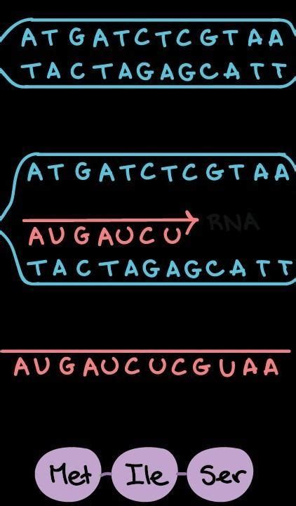 if sequence in DNA is CCCTAGAG then what would be its sequence in ...