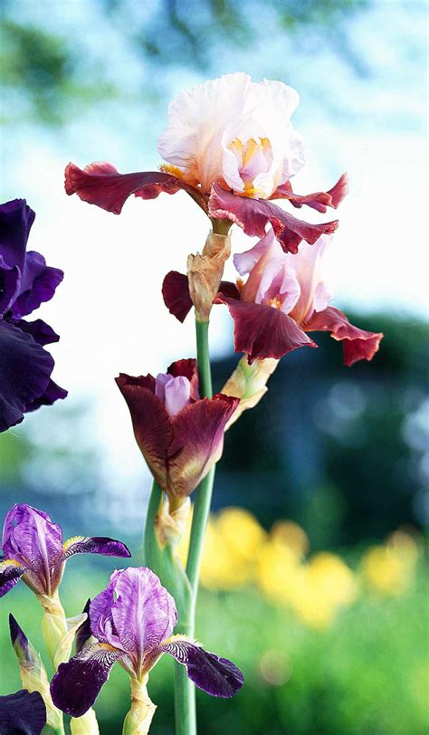 How to Plant and Grow Bearded Iris