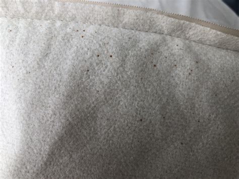 Bed Bug Stains On Curtains at Benito Bear blog