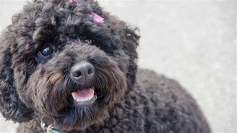 Image result for Cockapoo Care