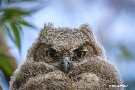 Image result for Baby Owl Springwatch