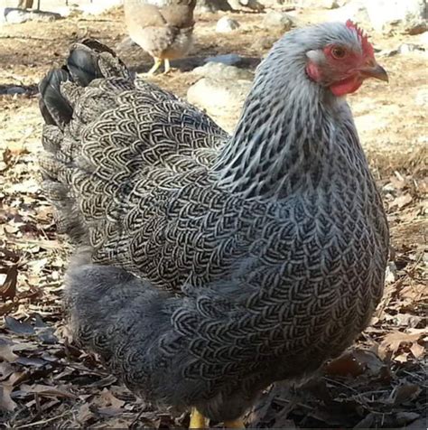 Very Rare Chicken Breeds