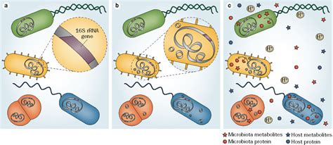 Image result for Enterococcus Faecalis Journal