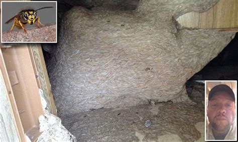 Great Black Wasp Nest