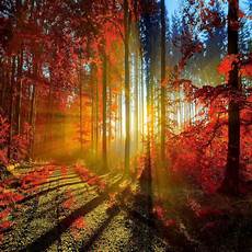 Gold High Quality Fall Backgrounds by Sunset Autumn Fall Trees Backdrops Vinyl Cloth High Gold High Quality Fall Backgrounds