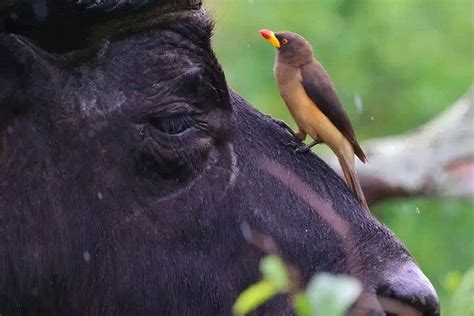 TRIBAL NOMADS UGANDA SAFARIS (2026) All You Need to Know BEFORE You Go ...