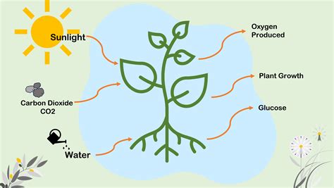 Photosynthesis Diagrams In The Ocean