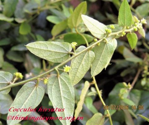 Medicinal Plant Details