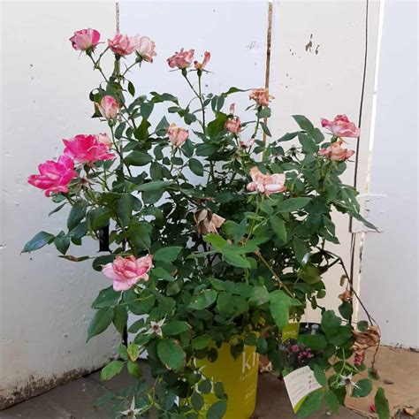Pink Double Knockout Rose - 2 Gallon Container - Grimm's Gardens
