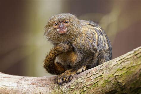 Smallest Monkey In The World