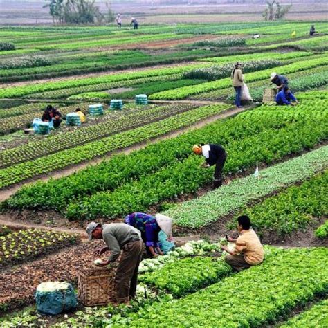 6 Most Profitable Agricultural Business Ideas | Business Outreach