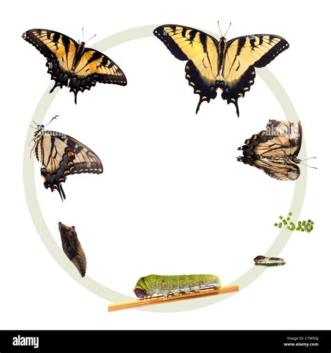 Tiger Swallowtail Butterfly Life Cycle