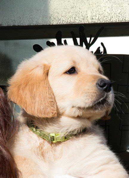 Human Matting Dataset 的图像结果