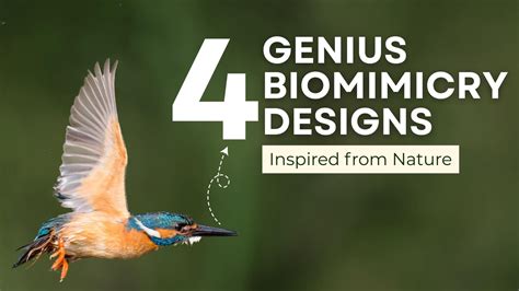 4 Genius Biomimicry Designs Inspired from Nature - Jiva Water