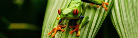 Tree Frog Range 的图像结果