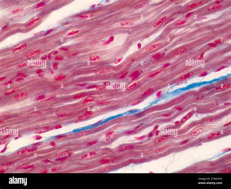 Cardiac Muscle Cells Under Microscope 1,626 Muscle Cell Stock Photos,