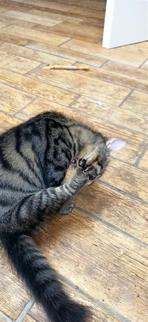 This is dipper, he peed on the floor 2 times!!! Everyone say bye to ...