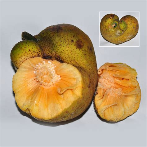 Lacucha Fruit Plant (Artocarpus lacucha) – veliyathgardens