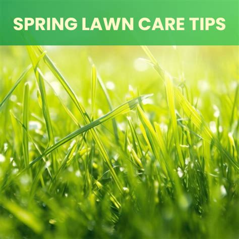 Image result for Spring Lawn Care Tips