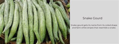Snake Gourd – Health Benefits, Uses and Important Facts - PotsandPans India