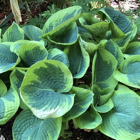 Hosta Plants Information