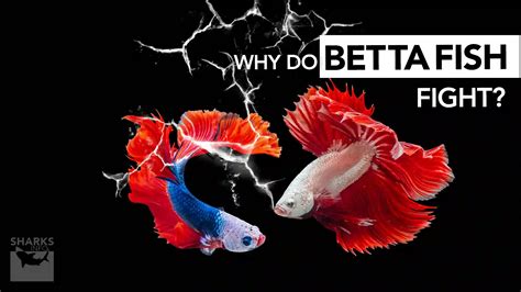 Why do Betta Fish Fight - sharksinfo.com