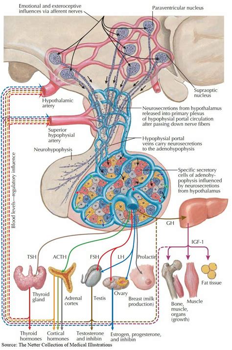 Endocrine System Function and Structure 的图像结果
