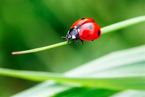 Ladybugs and Your Home: Everything You Need to Know | Bug House