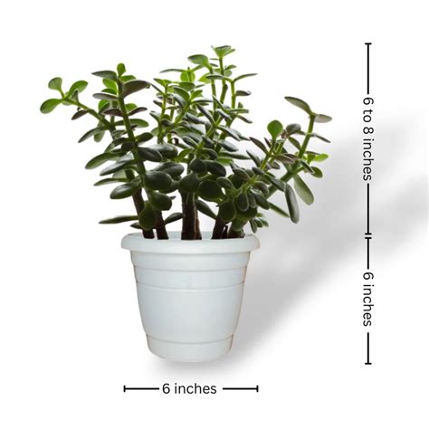 Indoor Beginners Combo (Snake Plant, Jade Plant) - Agridise