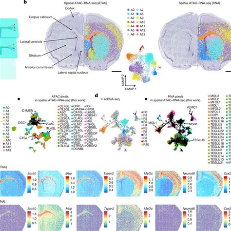 Spatial Transcriptome Mouse Embryo Development 的图像结果