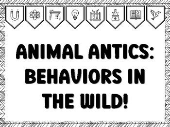 ANIMAL ANTICS: BEHAVIORS IN THE WILD! Grade 3 Science Bulletin Board ...