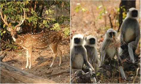 A drive through India’s tiger country | Condé Nast Traveller India