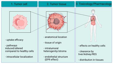 Cancer Therapy by Silver Nanoparticles: Fiction or Reality? | MDPI