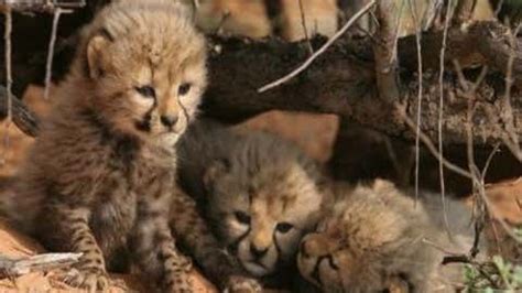 Heat Claims Lives of Two More Cheetah Cubs; NTCA Sets Up Screening ...