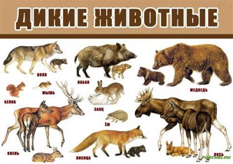 Дикие животные картинки для детей детского сада – Лесные животные ...
