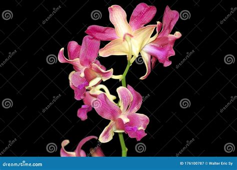 Purple Color Orchids Plant in Quezon City, Philippines Stock Image ...