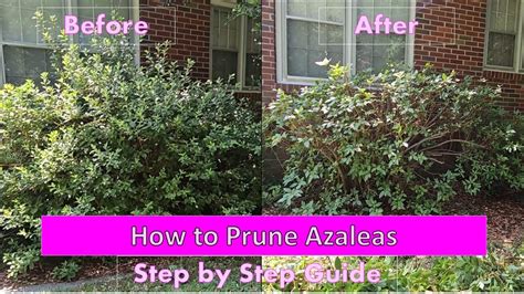 Image result for Azalea Pruning
