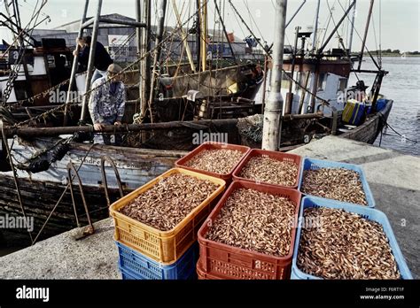 Shrimp boats and catch. King's Lynn. Norfolk. England. UK. Europe Stock ...