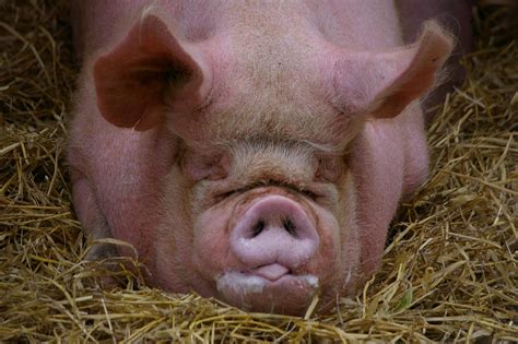 Large Black Pig in Llanmiloe | Three of these lovely pigs we… | Flickr