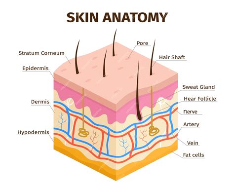 Premium Vector | Human skin layers anatomy dermis epidermis and hypodermis tissue Skin structure ...