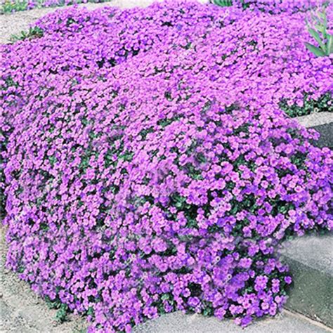 17 Ground cover ideas