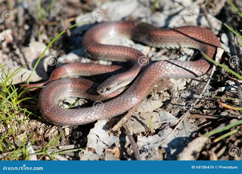 Sharp-tailed Snake stock photo. Image of sharptail, desert - 69786476