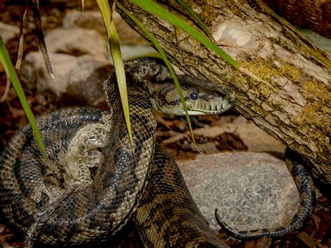 Image result for Carpet Python Information