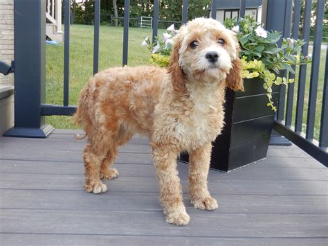 Cavapoo Full Grown
