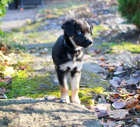 Australian Shepherd Lab Mixed Dog Breed Pictures, Characteristics, & Facts
